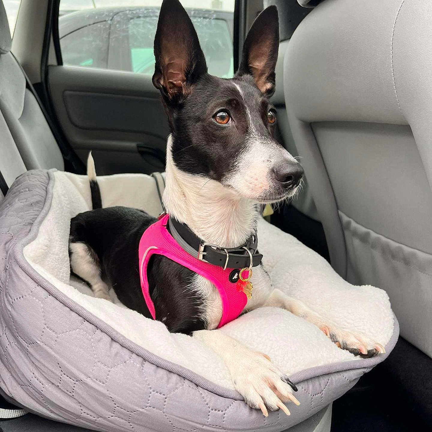 Kira participe au concours pour gagner de l'argent avec cette photo : alert, animal, black_and_white, canine, car_interior, car_seat, collar, dog, domestic_animal, ears_up, indoor, mammal, pet, pet_bed, pink_harness, resting, seated, side_view, transportation, window