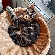 Leïno participe au concours pour gagner de l'argent avec cette photo : cat, tabby, pet_bed, window, indoor, feline, resting, curious, fur, animal, cozy, relaxed, looking, soft_texture, plush, home, comfort, sleepy, domestic_cat, natural_light