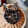 cat, tabby, pet_bed, window, indoor, feline, resting, curious, fur, animal, cozy, relaxed, looking, soft_texture, plush, home, comfort, sleepy, domestic_cat, natural_light