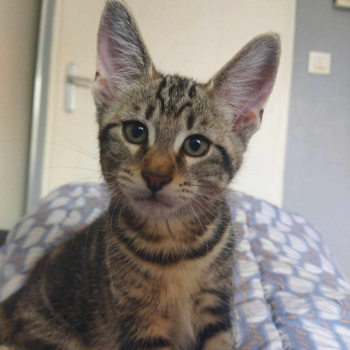 Leïno participe au concours pour gagner de l'argent avec cette photo : animal, bedroom, blanket, cat, comfort, curious, cute, door, ears, eyes, feline, fur, indoor, kitten, pet, portrait, sitting, tabby, whiskers, young