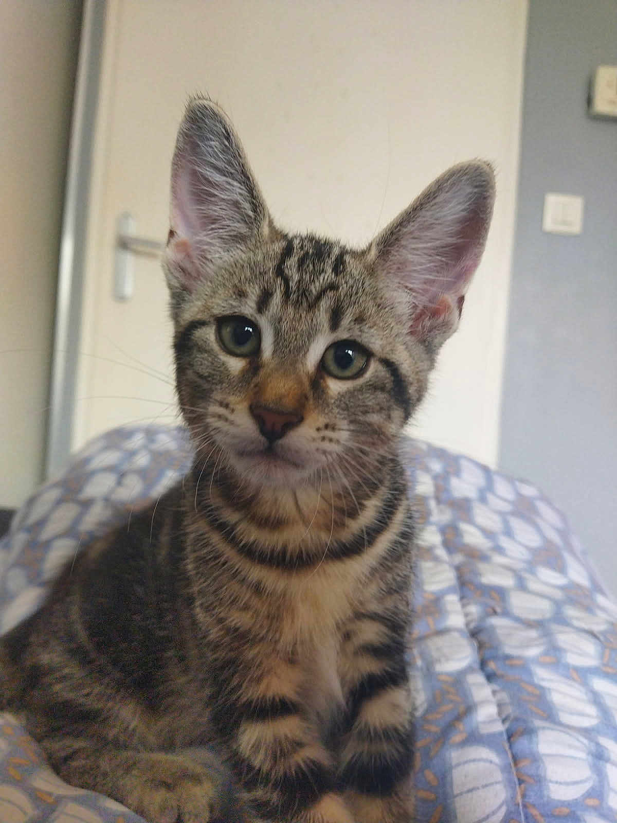 Leïno participe au concours pour gagner de l'argent avec cette photo : cat, kitten, tabby, animal, pet, feline, ears, eyes, whiskers, fur, indoor, blanket, bedroom, door, comfort, cute, young, portrait, sitting, curious