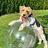 Roxy a rejoint le concours — aidez-le/la à gagner de superbes lots ! dog, grass, outdoor, ball, playful, pet, sunny, greenery, harness, canine, hedge, tongue_out, summer, fun, animal, nature, daylight, park, toy, happy