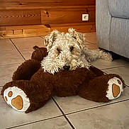 Roxy participe au concours pour gagner de l'argent avec cette photo : dog, stuffed_toy, teddy_bear, floor, tile_floor, wood_paneling, couch, indoor, pet, resting, cozy, curly_fur, brown, white, cute, animal, relaxed, home, plush_toy, paw_print