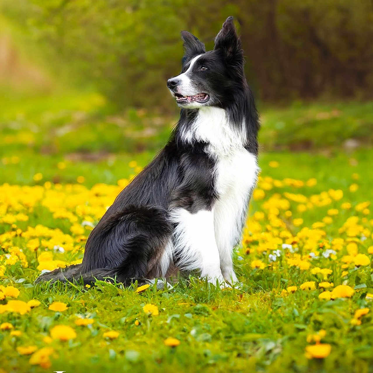 Marley a rejoint le concours — aidez-le/la à gagner de superbes lots ! animal, black_and_white, border_collie, canine, daylight, dog, focused, fur, grass, greenery, meadow, nature, outdoor, peaceful, pet, portrait, sitting, spring, wildflowers, yellow_flowers