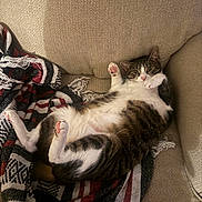 Cosmo is registered to the contest to win money with this photo: cat, tabby, pet, animal, feline, couch, blanket, striped, relaxed, indoor, fur, paw, pink_paw, whiskers, ears, cute, lying_down, cozy, home, resting