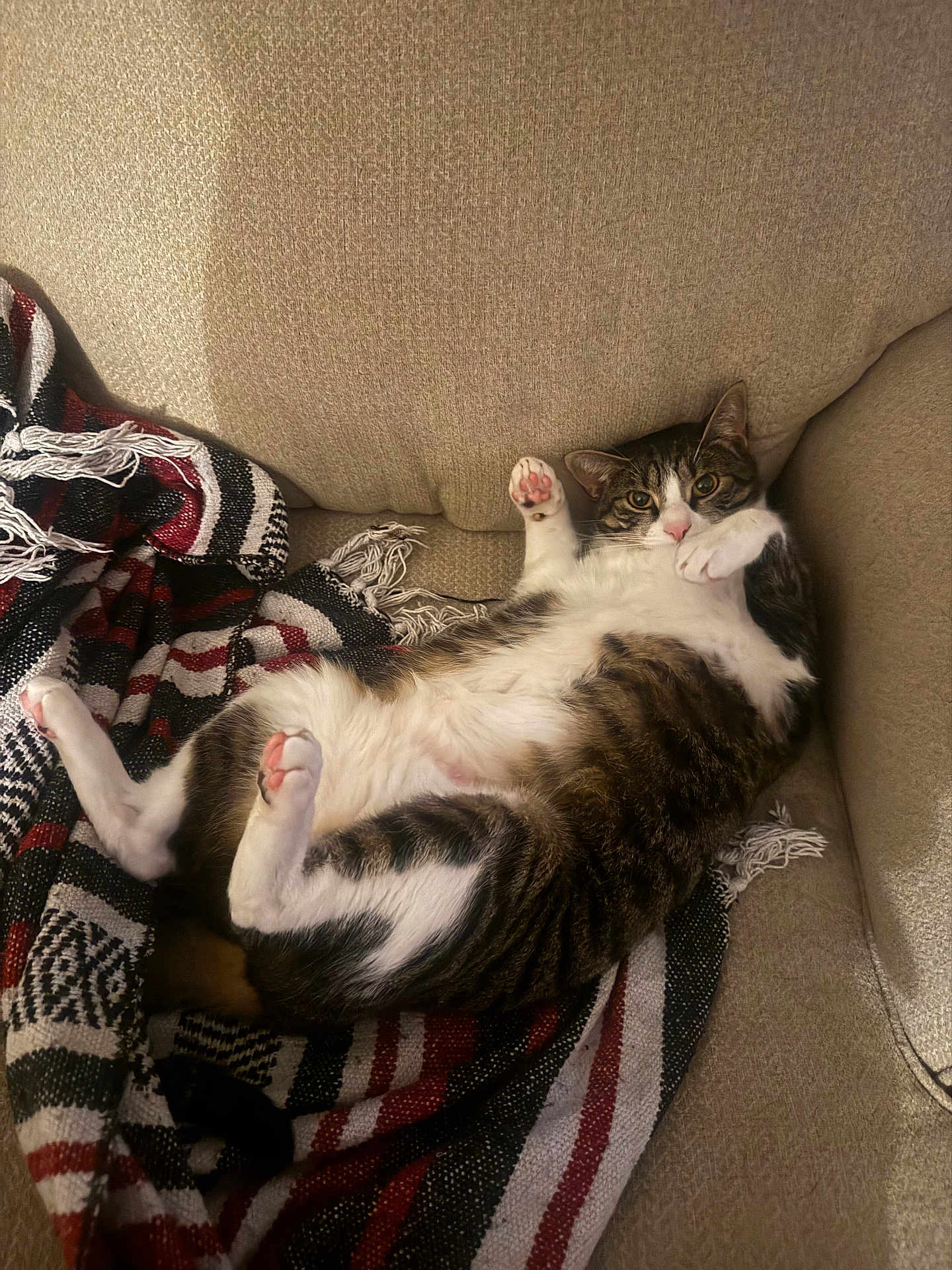 Cosmo is registered to the contest to win money with this photo: cat, tabby, pet, animal, feline, couch, blanket, striped, relaxed, indoor, fur, paw, pink_paw, whiskers, ears, cute, lying_down, cozy, home, resting