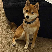 Levi is registered to the contest to win money with this photo: dog, shiba_inu, pet, indoor, carpet, bed, collar, brown_fur, white_fur, sitting, paws, tail, looking_up, cute, attentive, domestic, floor, furniture, paper, portrait