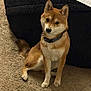 dog, shiba_inu, pet, indoor, carpet, bed, collar, brown_fur, white_fur, sitting, paws, tail, looking_up, cute, attentive, domestic, floor, furniture, paper, portrait