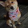 Levi is registered to the contest to win money with this photo: dog, shiba_inu, pet, bandana, valentine_pattern, heart_pattern, head_tilt, sitting, indoor, dark_couch, tile_floor, paws, ears, eyes, nose, portrait, cute, accessory, flooring, cozy