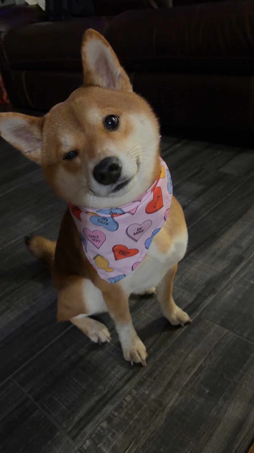 Levi is registered to the contest to win money with this photo: dog, shiba_inu, pet, bandana, valentine_pattern, heart_pattern, head_tilt, sitting, indoor, dark_couch, tile_floor, paws, ears, eyes, nose, portrait, cute, accessory, flooring, cozy