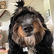 Patty is registered to the contest to win money with this photo: animal, black_fur, brown_fur, close_up, couch, cozy, cute, decor, dog, dog_tag, fluffy, fur, indoor, living_room, mirror, pet, portrait, star_wall_art, tied_hair, white_fur