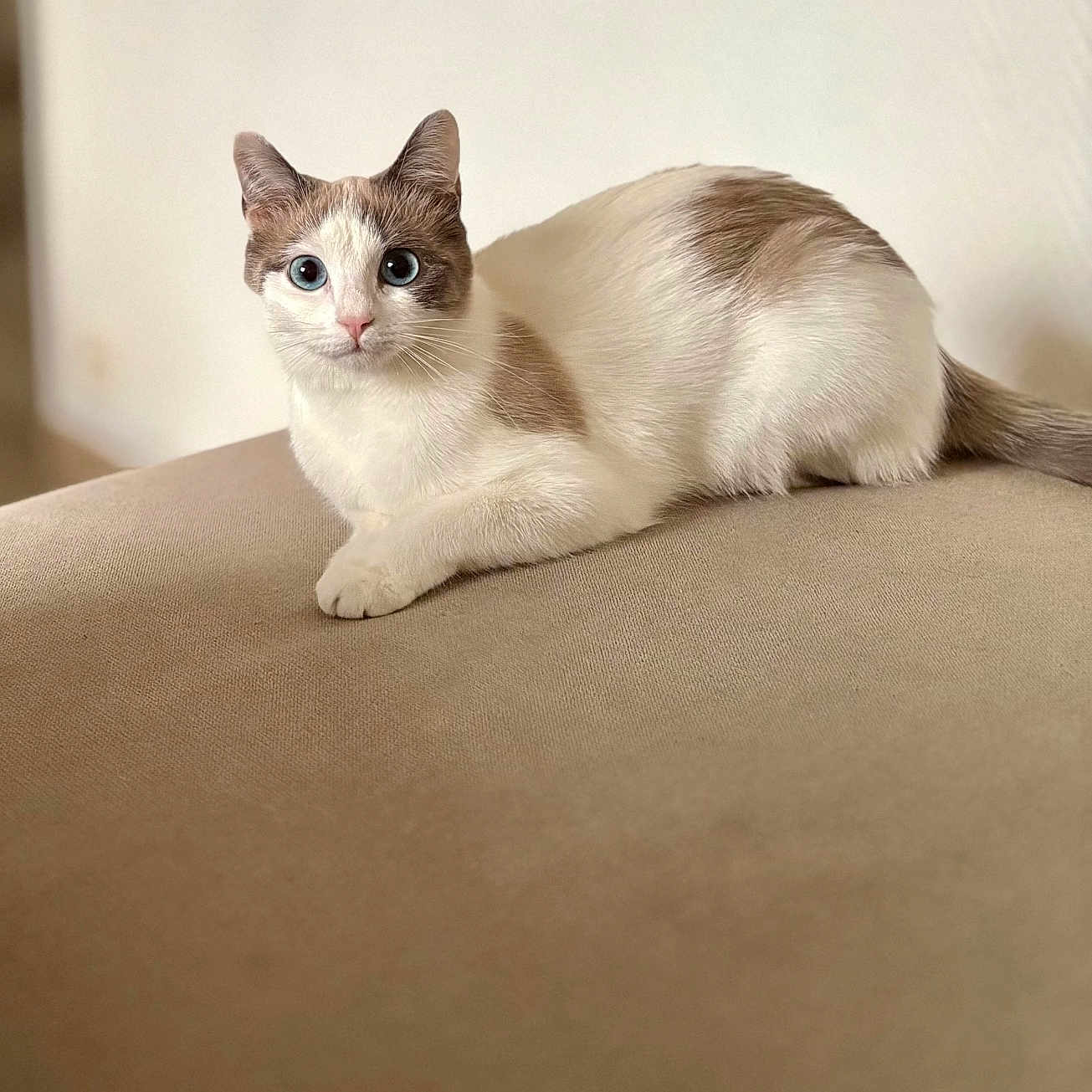 Nala participe au concours pour gagner de l'argent avec cette photo : abyssinian, angora, animal, cat, egyptiancat, kitten, manx, pet, siamese