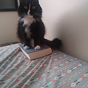 Minnie joined the competition — help win amazing prizes! bed, bedroom, bedsheet, black_and_white_cat, blurred, book, cat, close_up, cozy, furry, indoor, patterned_sheet, paws, pet, picture_frame, sitting, tail, tuxedo_cat, wall, whiskers