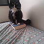bed, bedroom, bedsheet, black_and_white_cat, blurred, book, cat, close_up, cozy, furry, indoor, patterned_sheet, paws, pet, picture_frame, sitting, tail, tuxedo_cat, wall, whiskers