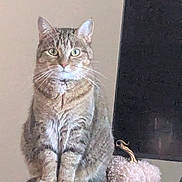 Scarlet joined the competition — help win amazing prizes! animal, cat, closeup, curious, decor, domestic, ears, feline, fur, indoor, looking, mammal, pet, portrait, pumpkin, sitting, soft, striped, tabby, whiskers