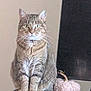 animal, cat, closeup, curious, decor, domestic, ears, feline, fur, indoor, looking, mammal, pet, portrait, pumpkin, sitting, soft, striped, tabby, whiskers