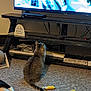animal, carpet, cat, cat_toys, cords, cozy, decor, electronic_device, floor, furniture, home, indoor, living_room, pet, rear_view, sign, sitting, tabby_cat, television, tv_stand