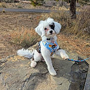Rosalie Rm joined the competition — help win amazing prizes! dog, puppy, white, black, harness, blue, rock, outdoor, nature, tree, shrub, paw, leash, cute, pet, animal, fur, small, sitting, raised_paw