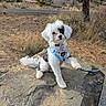dog, puppy, white, black, harness, blue, rock, outdoor, nature, tree, shrub, paw, leash, cute, pet, animal, fur, small, sitting, raised_paw