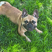 Jupiter joined the competition — help win amazing prizes! dog, french_bulldog, grass, outdoor, pet, animal, canine, ears, face, tongue, sunlight, nature, mammal, laying_down, fur, cute, portrait, greenery, daylight, adorable
