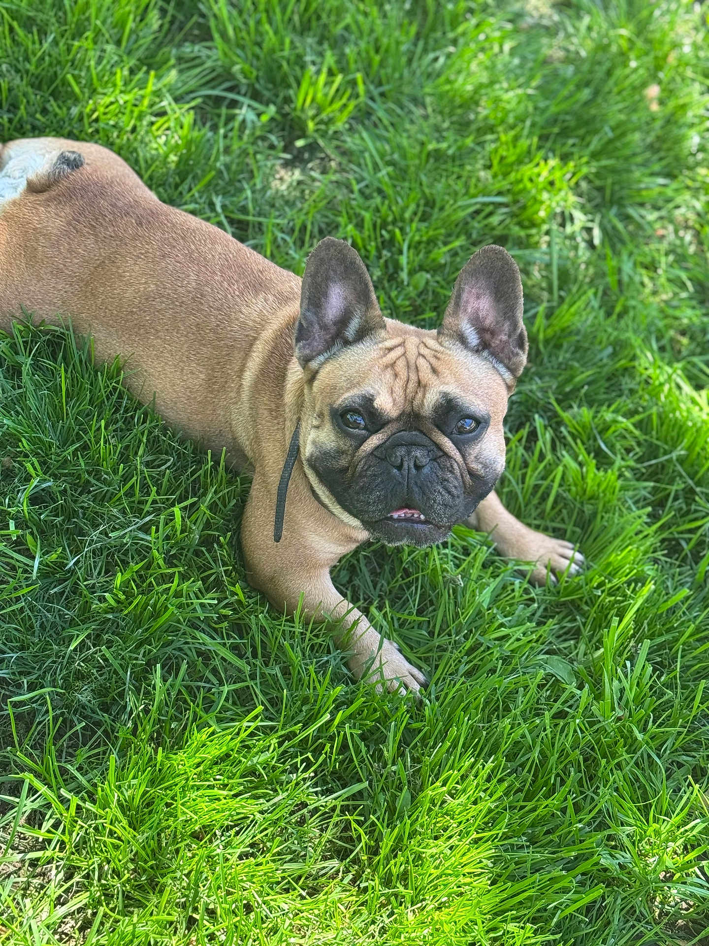 Jupiter joined the competition — help win amazing prizes! dog, french_bulldog, grass, outdoor, pet, animal, canine, ears, face, tongue, sunlight, nature, mammal, laying_down, fur, cute, portrait, greenery, daylight, adorable