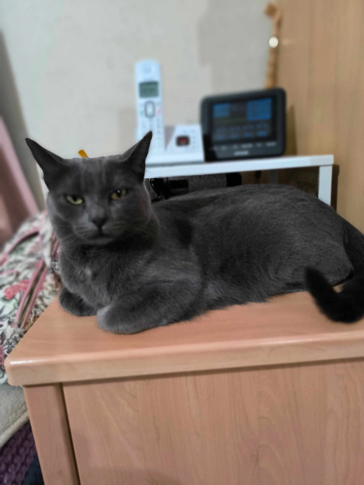 Mimie participe au concours pour gagner de l'argent avec cette photo : gray_cat, cat, feline, pet, indoor, wooden_surface, table, electronics, phone, blurred_background, fur, animal, resting, domestic_cat, cute, whiskers, ears, tail, relaxed, home