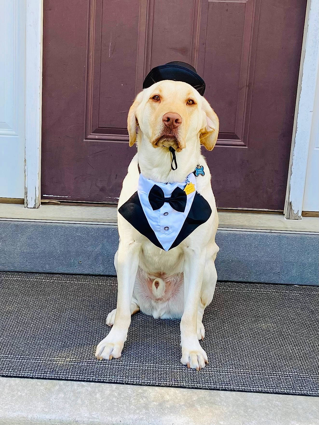 Nacho is registered to the contest to win money with this photo: canidae, carnivore, collar, companion_dog, dog, dog_breed, dog_clothes, dog_collar, dog_supply, door, fawn, flooring, hound, leash, pet_supply, sitting, snout, sporting_group, tail, working_animal