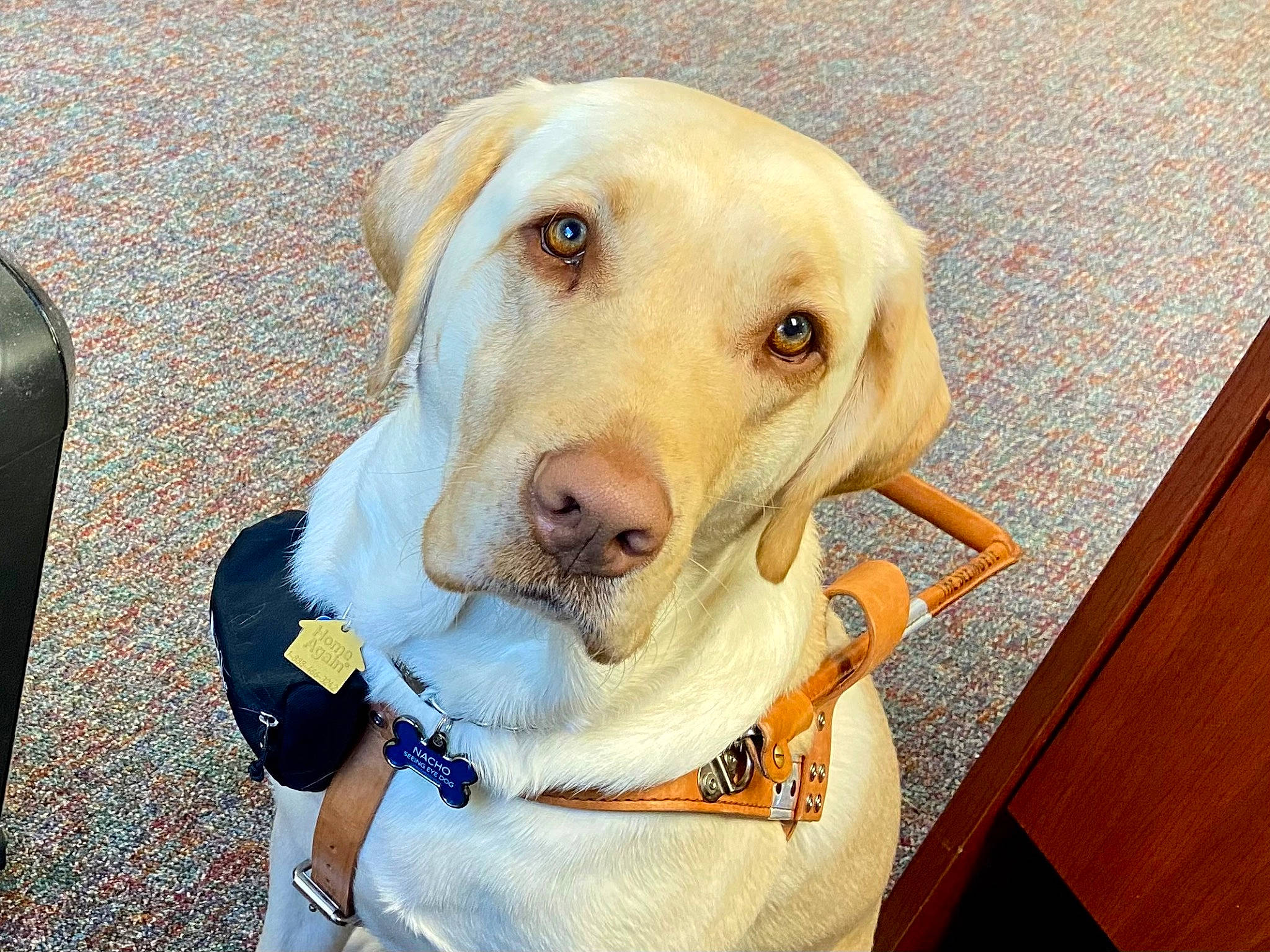 Nacho is registered to the contest to win money with this photo: canidae, carnivore, collar, companion_dog, dog, dog_breed, dog_collar, dog_supply, ear, fashion_accessory, fawn, happy, pet_supply, retriever, snout, sporting_group, varnish, whiskers, wood_stain, working_animal