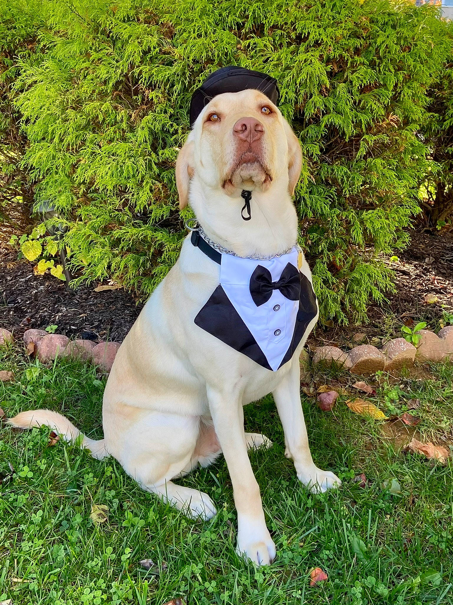 Nacho joined the competition — help win amazing prizes! canidae, carnivore, companion_dog, dog, dog_breed, dog_clothes, dog_collar, dog_supply, dress, fawn, fur, grass, happy, hat, personal_protective_equipment, plant, snout, sporting_group, tail, working_animal