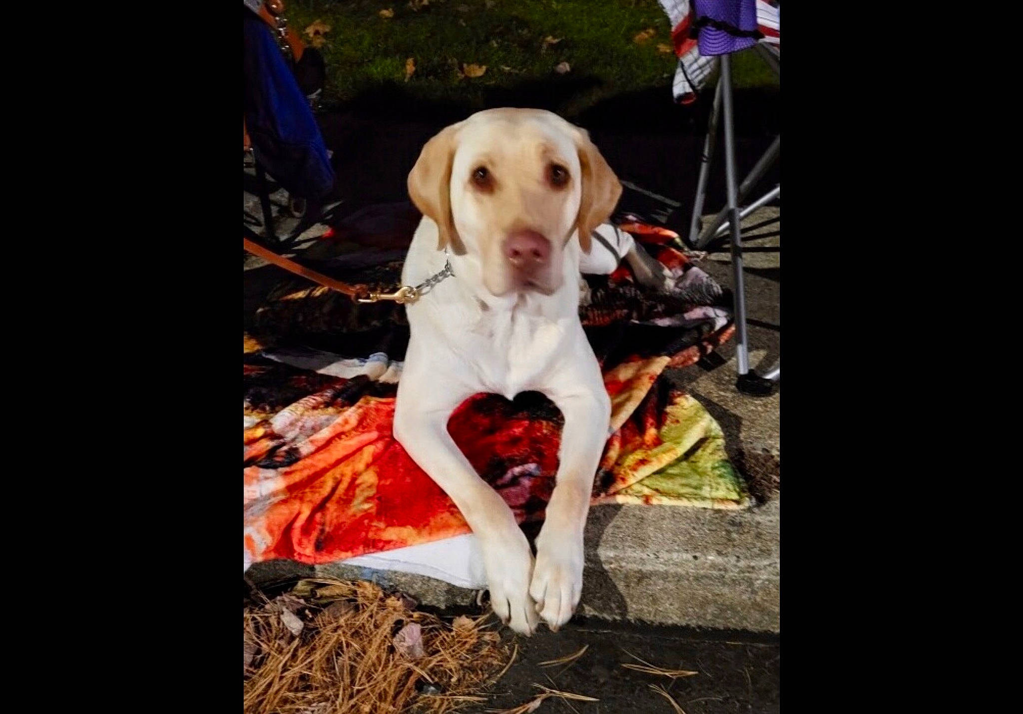 Nacho joined the competition — help win amazing prizes! carnivore, companion_dog, dog, dog_breed, dog_clothes, dog_supply, fawn, flash_photography, fur, grass, happy, leash, photo_caption, recreation, retriever, sitting, snout, spaniel, sporting_group, walking