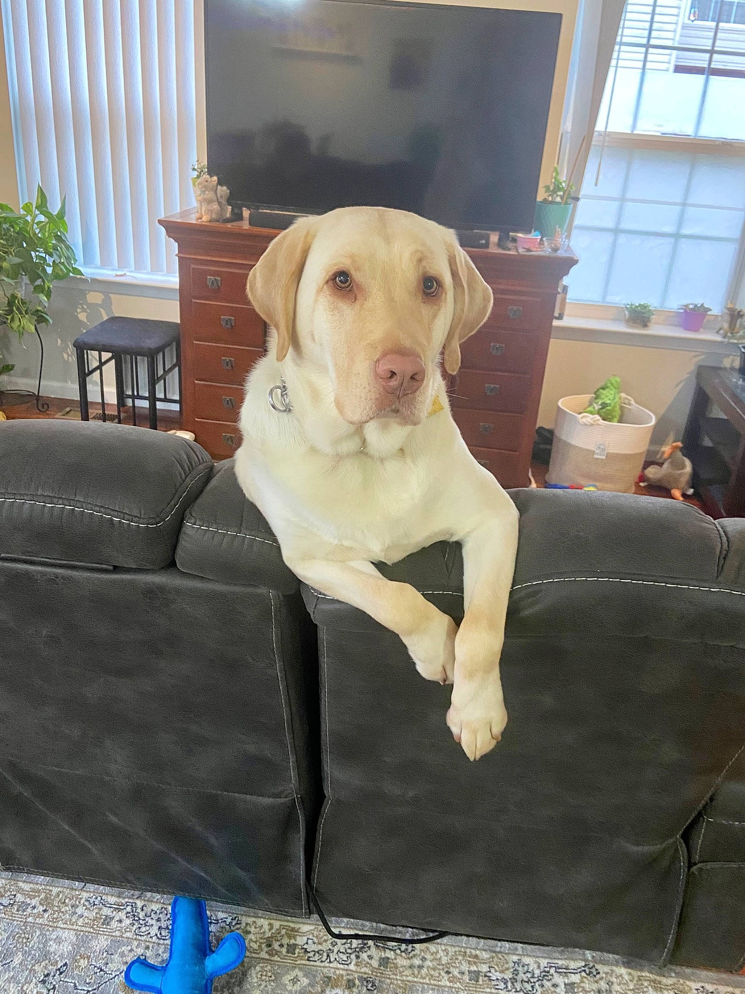 Nacho joined the competition — help win amazing prizes! carnivore, chair, collar, comfort, companion_dog, couch, dog, dog_breed, dog_collar, dog_supply, fawn, flooring, flowerpot, gun_dog, houseplant, pet_supply, plant, snout, window, working_animal