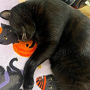 Kaito joined the competition — help win amazing prizes! animal, black_cat, blanket, cat, comfort, cozy, cute, feline, fur, halloween, illustration, indoor, orange, pattern, pet, pumpkin, purple, resting, sleeping, yellow