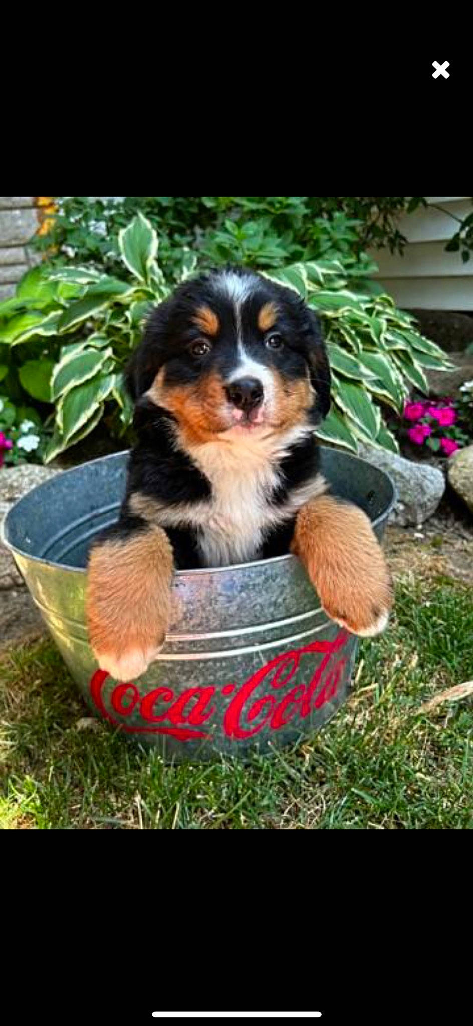 Milo is registered to the contest to win money with this photo: annual_plant, bernese_mountain_dog, bowl, canidae, carnivore, companion_dog, dog, dog_breed, flower, flowerpot, grass, houseplant, plant, puppy, snout, sporting_group, working_animal, working_dog