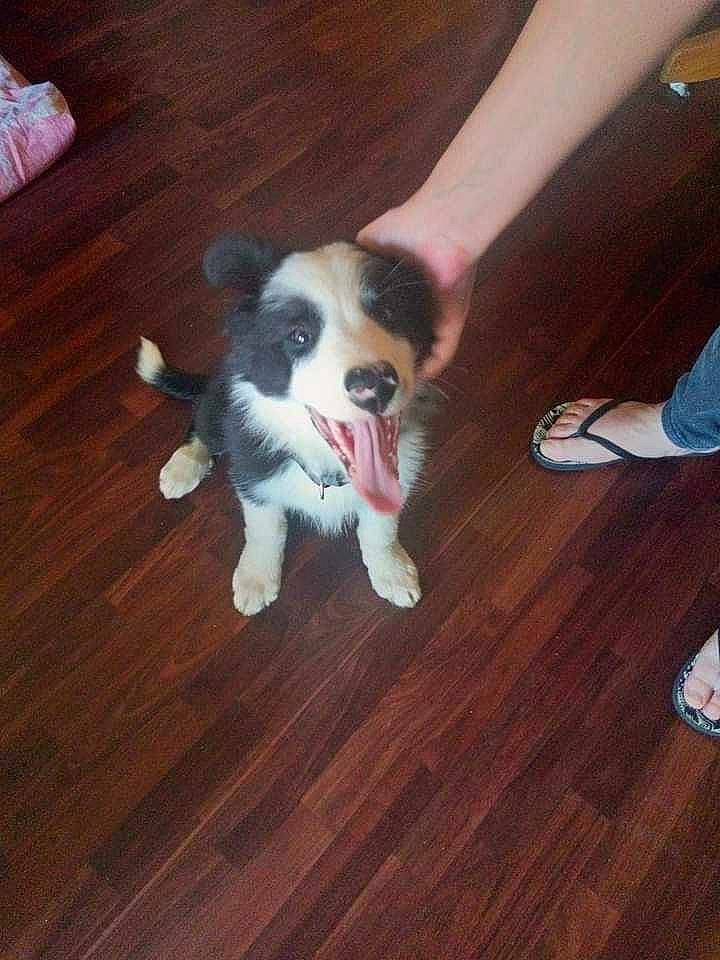 Jack participe au concours pour gagner de l'argent avec cette photo : carnivore, companion_dog, dog, dog_breed, fawn, floor, flooring, fur, hardwood, laminate_flooring, leg, plant, snout, sporting_group, tail, toy_dog, whiskers, wood, wood_flooring, wood_stain