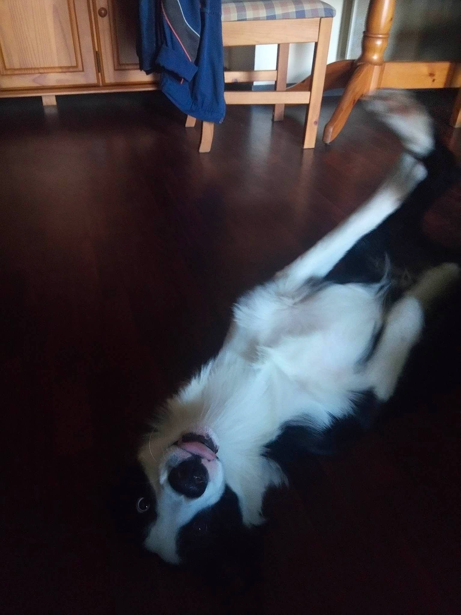 Jack participe au concours pour gagner de l'argent avec cette photo : cabinetry, canidae, carnivore, cat, companion_dog, dog_breed, fawn, felidae, floor, flooring, fur, hardwood, paw, room, small_to_medium_sized_cats, sporting_group, tail, whiskers, wood, wood_stain