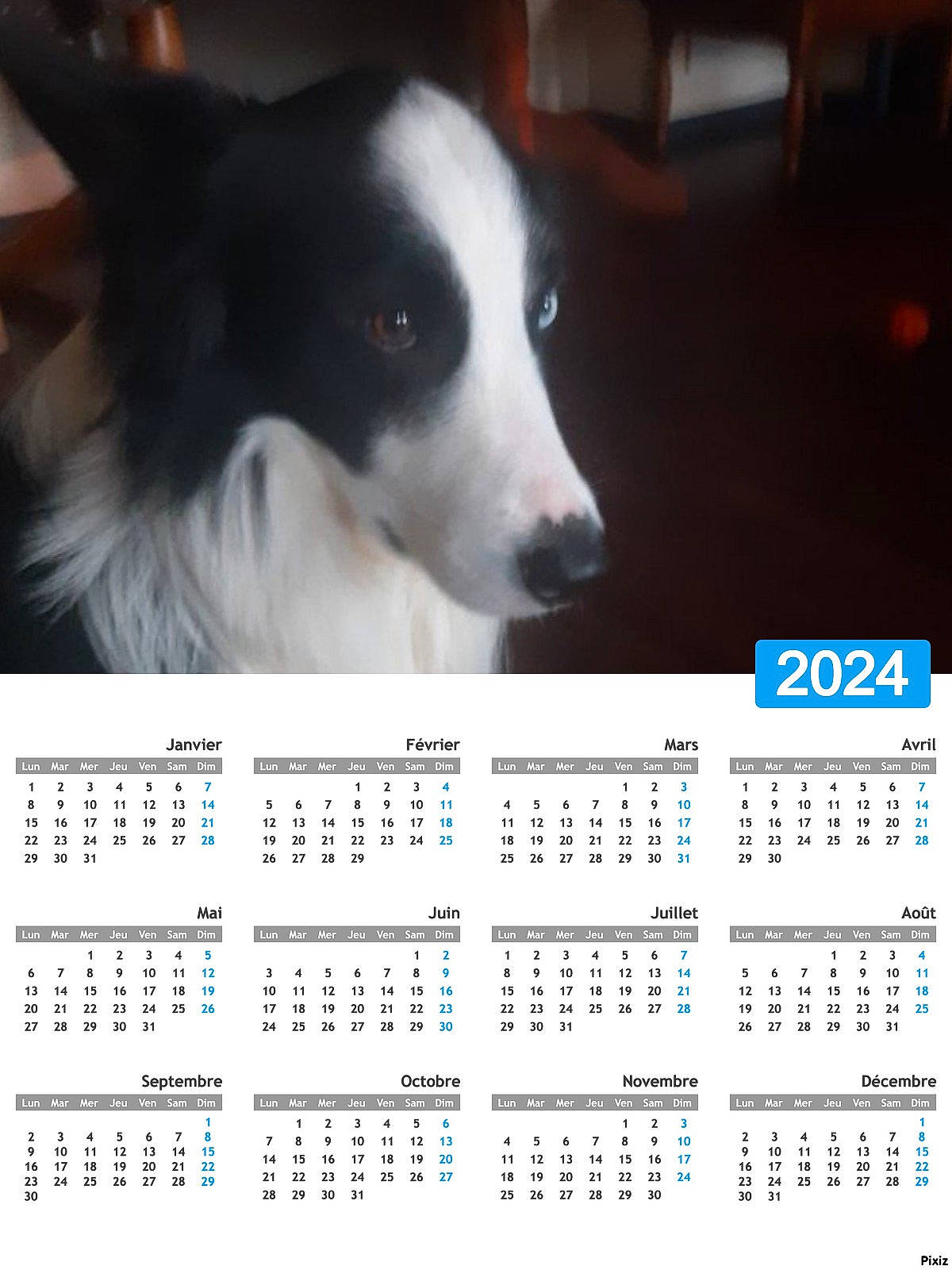 Jack a rejoint le concours — aidez-le/la à gagner de superbes lots ! calendar, carnivore, collar, companion_dog, dog, dog_breed, font, fur, herding_dog, multimedia_software, number, pattern, rectangle, screenshot, square, whiskers, working_animal, working_dog