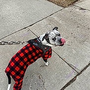 Bella joined the competition — help win amazing prizes! dog, leash, red_and_black_checkered_outfit, sidewalk, concrete, grass, pet, canine, outdoor, playful, tongue_out, spotted_dog, black_and_white, walking, pavement, collar, daylight, cute, animal, pet_wear