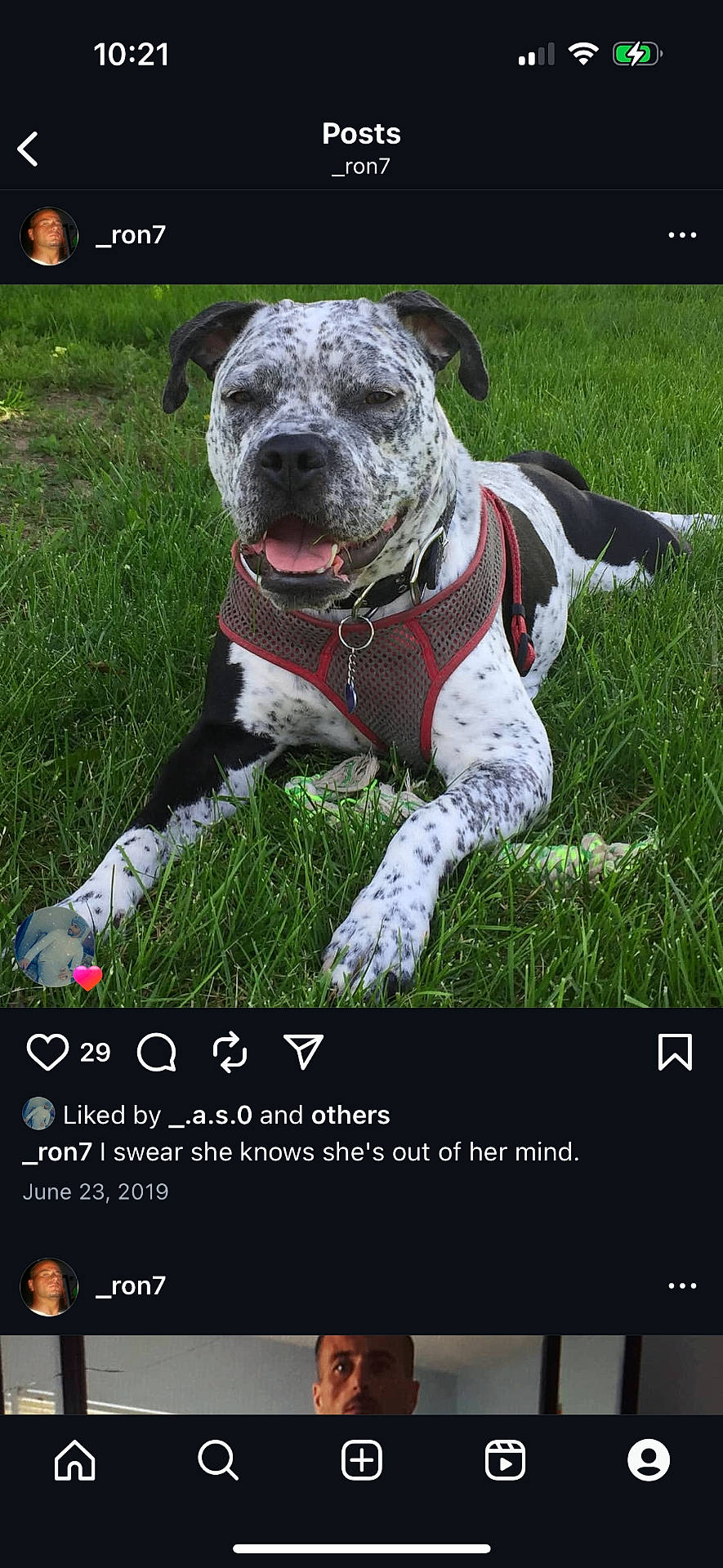 Bella joined the competition — help win amazing prizes! animal, black_and_white, canine, dog, domestic, friendly, grass, grass_field, happy, harness, lying_down, nature, outdoor, pet, playful, resting, spotted, summer, sunny, tongue_out