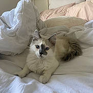 Habibi joined the competition — help win amazing prizes! cat, blue_eyes, fluffy, bed, white_bedding, pillow, indoor, pet, feline, relaxed, cute, animal, fur, whiskers, resting, cozy, domestic, comfort, soft, nose_patch