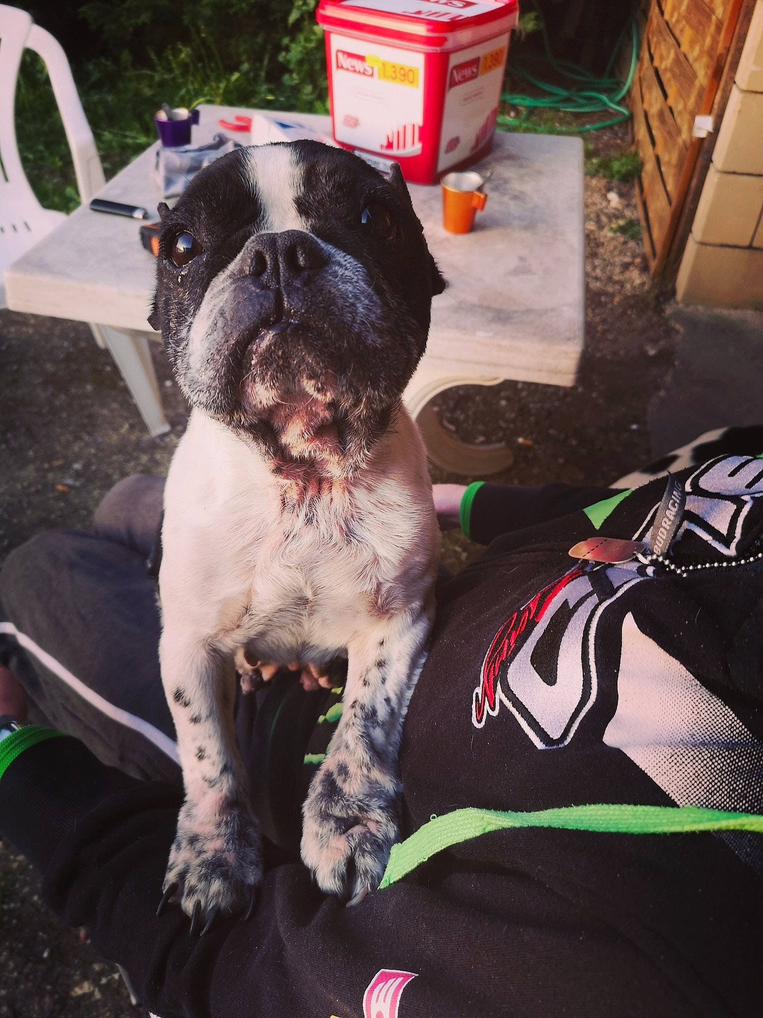 Ina a rejoint le concours — aidez-le/la à gagner de superbes lots ! canidae, carnivore, companion_dog, dog, dog_breed, mammal, non_sporting_group, pit_bull, snout, sporting_group