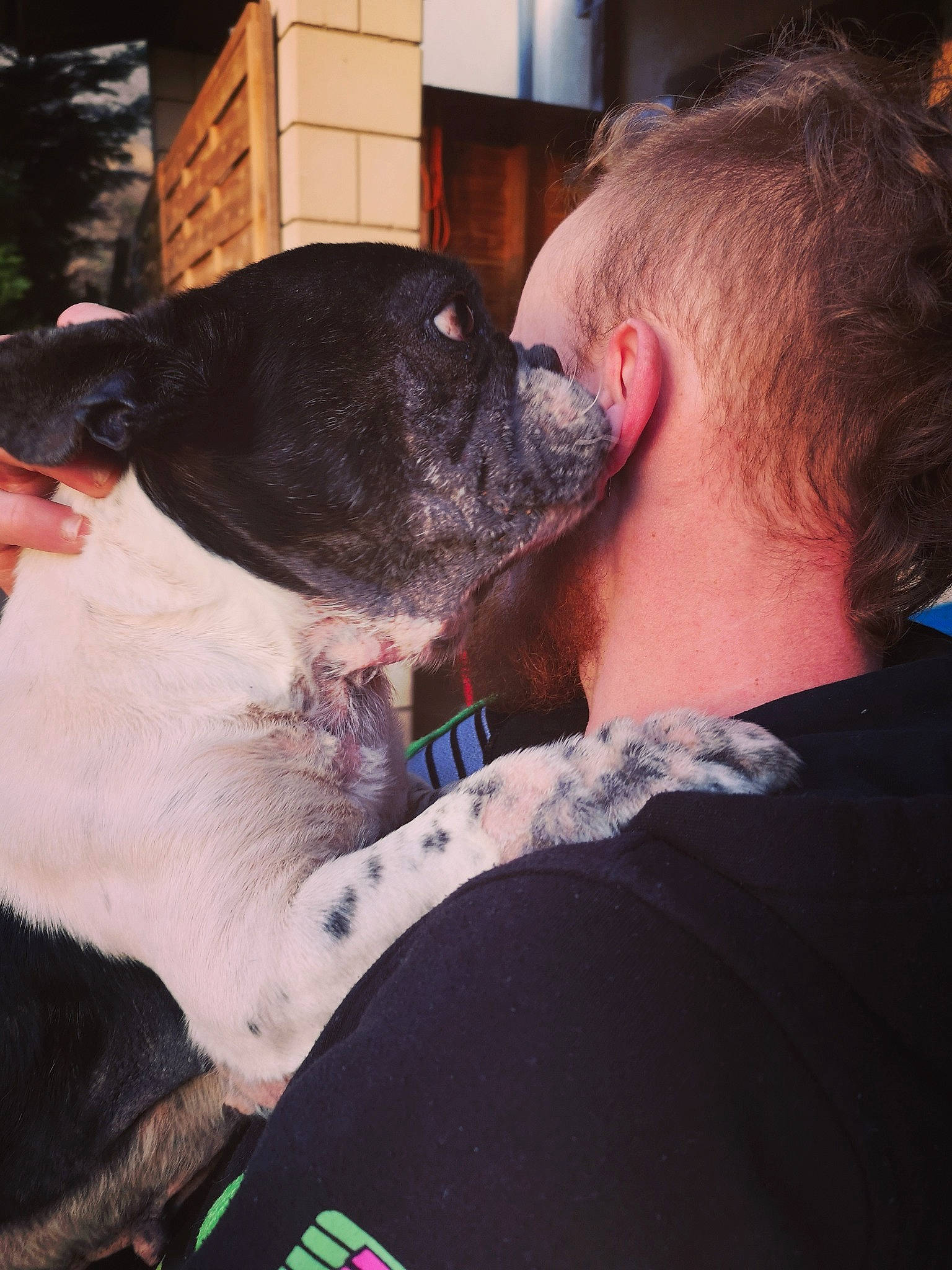 Ina participe au concours pour gagner de l'argent avec cette photo : bandog, canidae, carnivore, dog, dog_breed, ear, fawn, non_sporting_group, snout, sporting_group