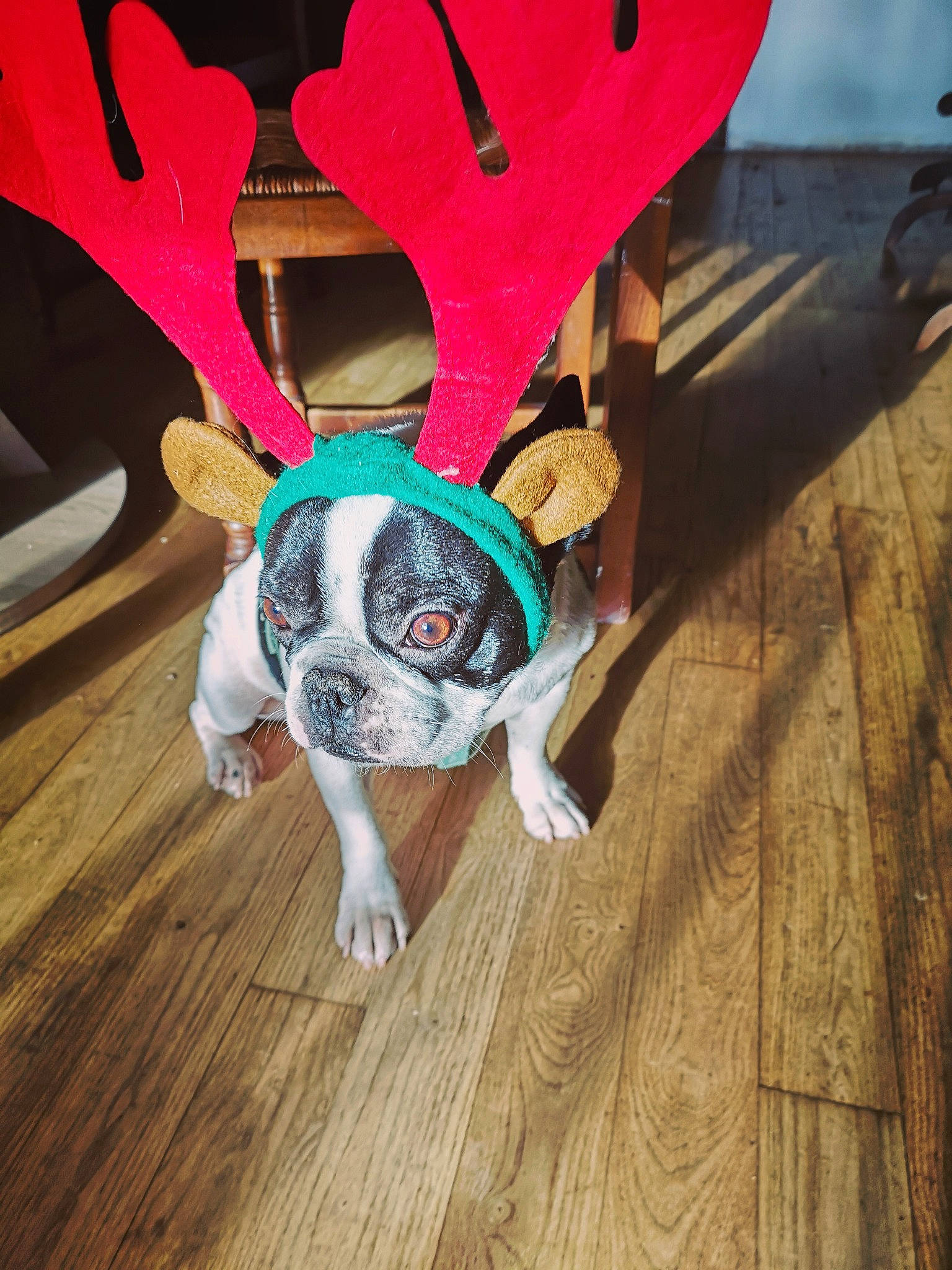 Chuky a rejoint le concours — aidez-le/la à gagner de superbes lots ! art, canidae, cat, child, costume, fawn, floor, flooring, hardwood, illustration, laminate_flooring, leg, pink, play, red, wood