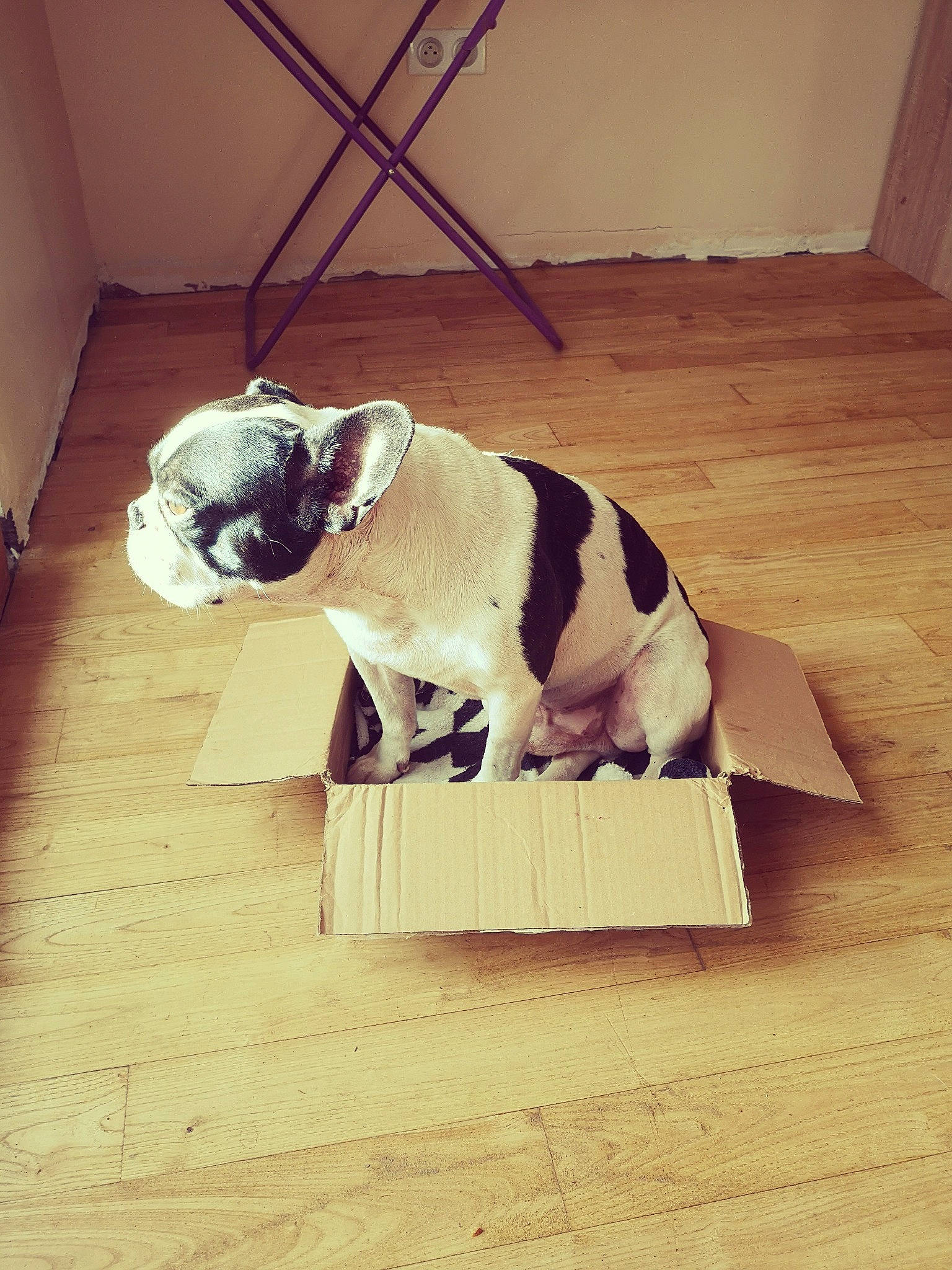Chuky a rejoint le concours — aidez-le/la à gagner de superbes lots ! american_bulldog, australian_bulldog, bulldog, canidae, carnivore, companion_dog, dog, dog_breed, fawn, floor, flooring, french_bulldog, hardwood, non_sporting_group, old_english_bulldog, olde_english_bulldogge, puppy, sporting_group, toy_bulldog, wood