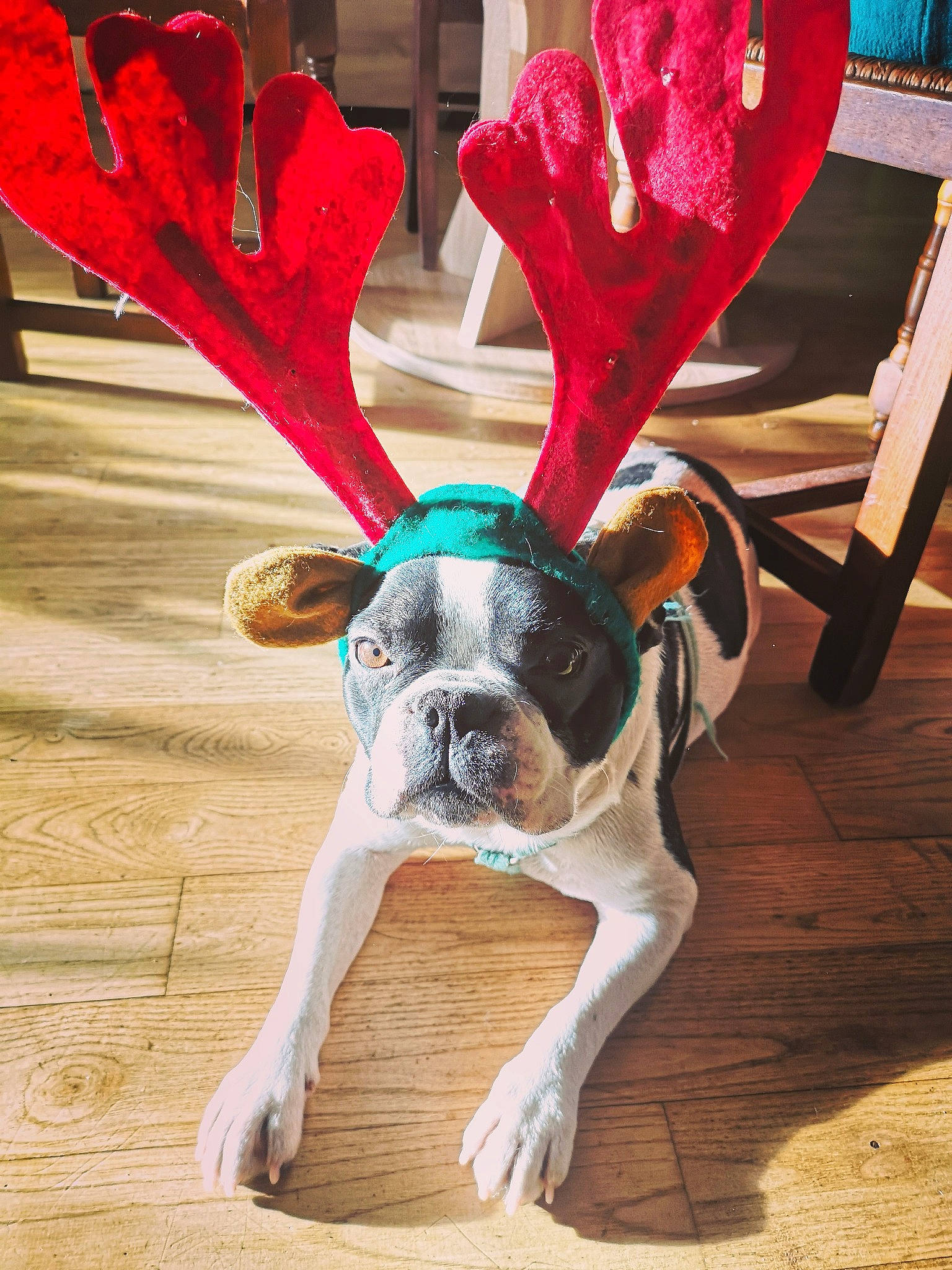 Chuky participe au concours pour gagner de l'argent avec cette photo : antler, boston_terrier, canidae, carnivore, dog, dog_breed, ear, fawn, french_bulldog, holiday, molosser, non_sporting_group, reindeer, tail