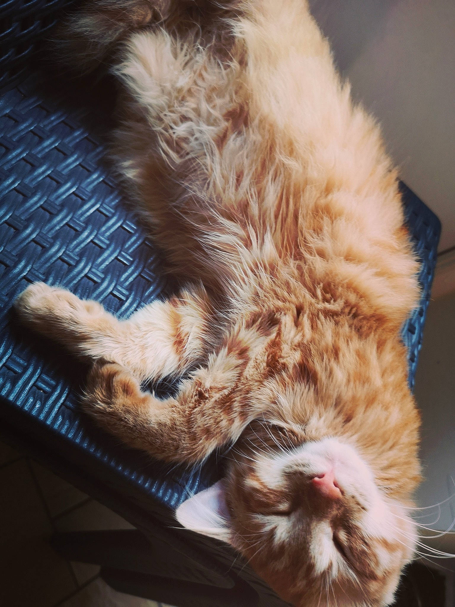 Pumky participe au concours pour gagner de l'argent avec cette photo : aegean_cat, american_curl, carnivore, cat, claw, european_shorthair, felidae, fur, german_rex, kitten, laperm, nose, organism, paw, polydactyl_cat, small_to_medium_sized_cats, snout, tabby_cat, tail, whiskers