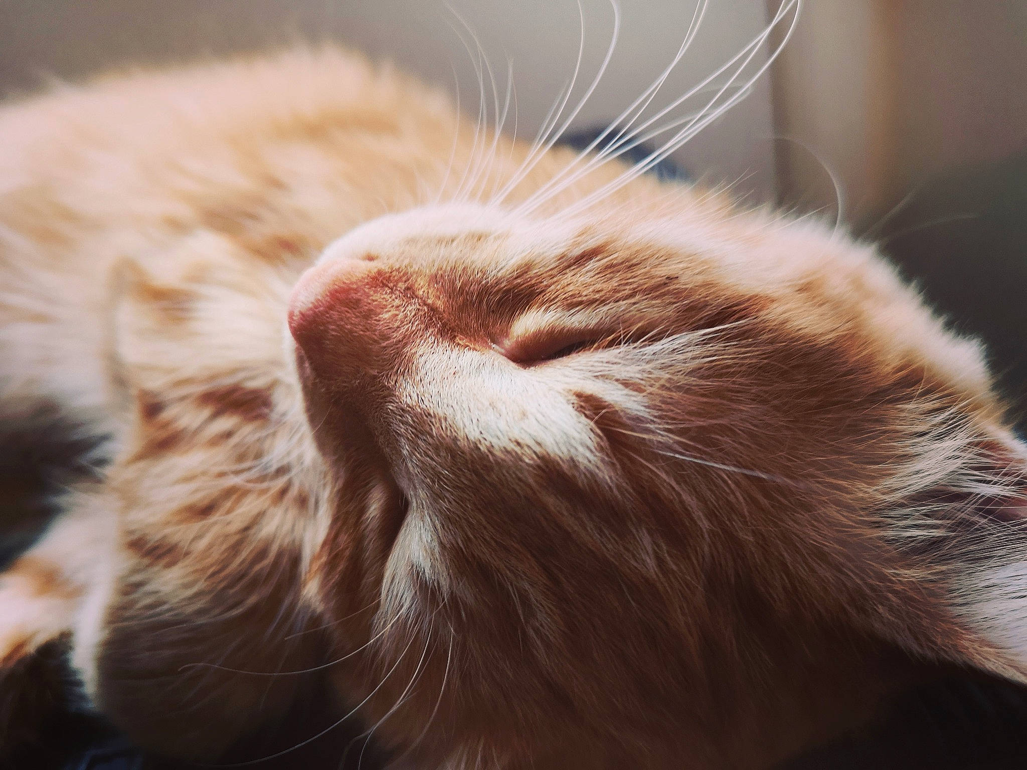 Pumky participe au concours pour gagner de l'argent avec cette photo : carnivore, cat, claw, close_up, ear, felidae, fur, kitten, nose, paw, sleep, small_to_medium_sized_cats, snout, tabby_cat, whiskers