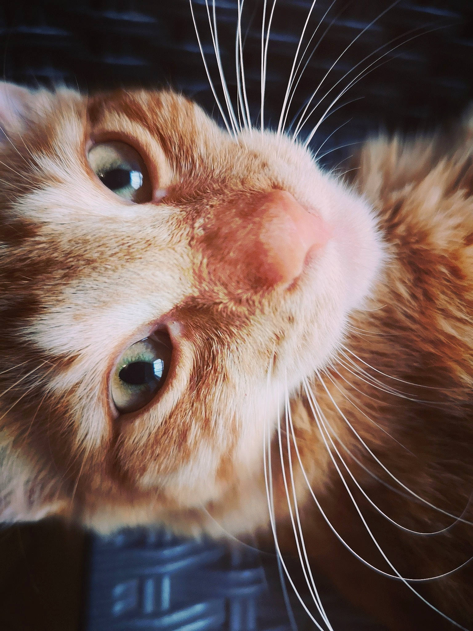 Pumky a rejoint le concours — aidez-le/la à gagner de superbes lots ! carnivore, cat, close_up, ear, european_shorthair, eye, face, felidae, fur, head, kitten, mouth, nose, organ, photography, skin, small_to_medium_sized_cats, snout, tabby_cat, whiskers