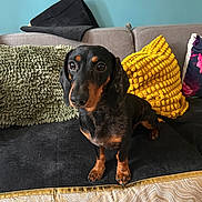 Tacos participe au concours pour gagner de l'argent avec cette photo : dachshund, dog, pet, couch, pillow, green_pillow, yellow_pillow, indoor, furniture, home, animal, canine, black_dog, tan_dog, short_hair, curious, sitting, looking, cozy, teal_wall