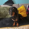 dachshund, dog, pet, couch, pillow, green_pillow, yellow_pillow, indoor, furniture, home, animal, canine, black_dog, tan_dog, short_hair, curious, sitting, looking, cozy, teal_wall