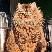 Cacahuete a rejoint le concours — aidez-le/la à gagner de superbes lots ! animal, cat, countertop, cute, domestic_cat, ears, feline, fluffy_cat, fur, household, indoor, kitchen, long_hair, mammal, pet, portrait, serious_expression, sitting, tabby, whiskers
